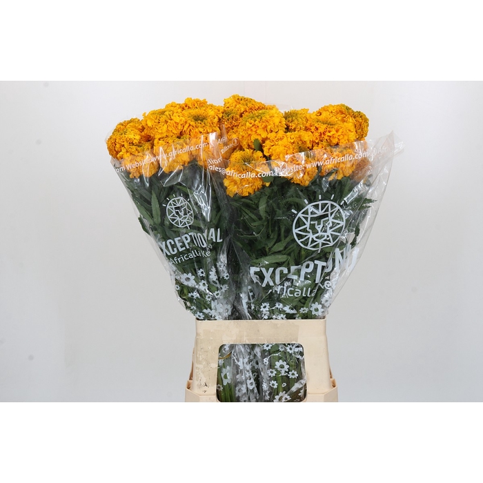 <h4>Tagetes Marigold Promise Orange</h4>