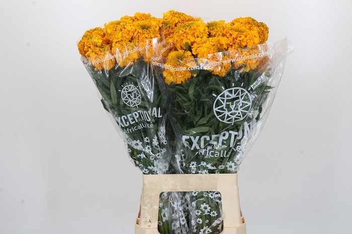 Tagetes Marigold Promise Orange