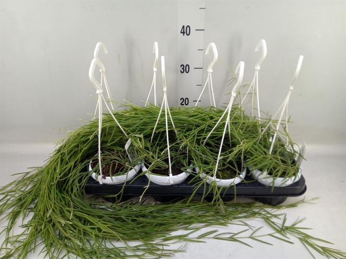 <h4>Hoya linearis</h4>