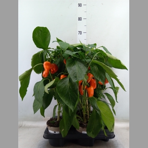 Capsicum annuum   ...paprika