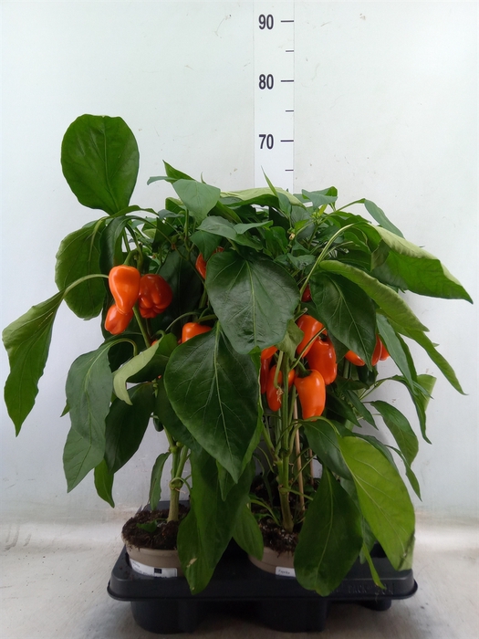 <h4>Capsicum annuum   ...paprika</h4>