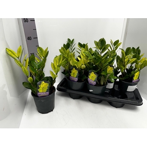 Zamioculcas zamiifolia 'Chameleon 14Ø 35cm