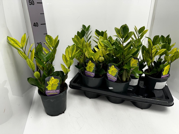 Zamioculcas zamiifolia 'Chameleon 14Ø 35cm