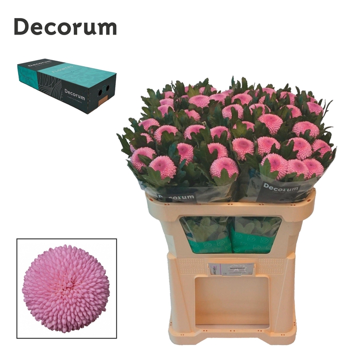 <h4>Chr G Momoko</h4>