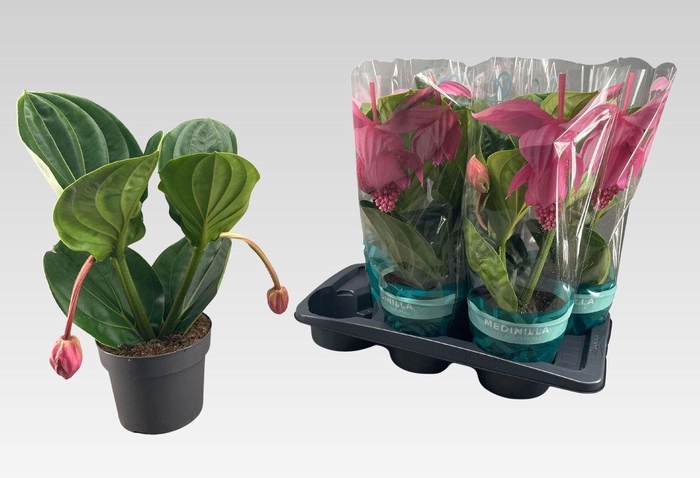 <h4>MEDIN MAG FLAMENCO</h4>