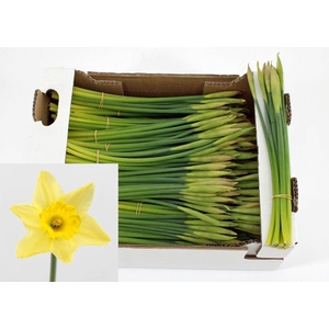 NARCISSUS DUTCH MASTER 95 GR.