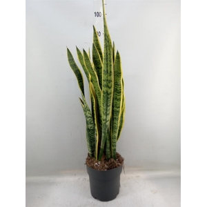 Sansevieria trifa. 'Laurentii'