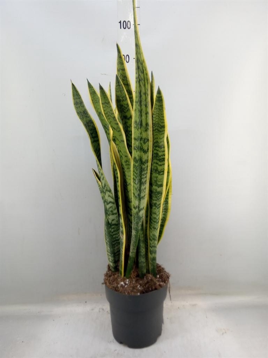 <h4>Sansevieria trifa. 'Laurentii'</h4>