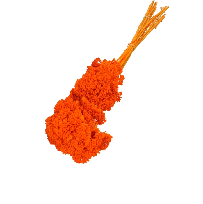 <h4>Droogbloem Achillea 65cm x12</h4>
