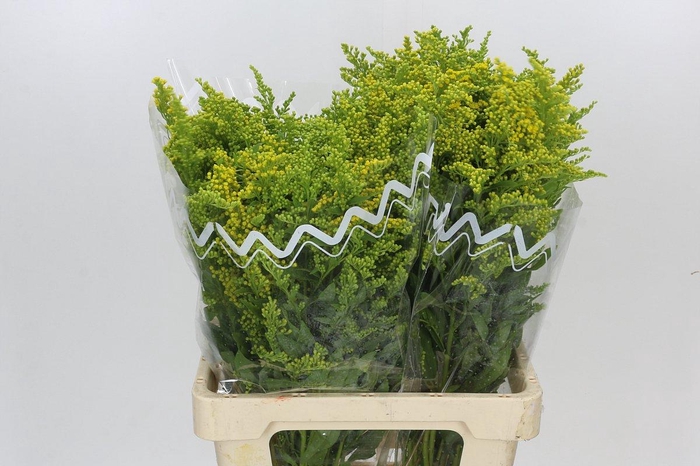 <h4>Solidago Golden Glory</h4>