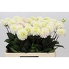 Dahlia White Isa