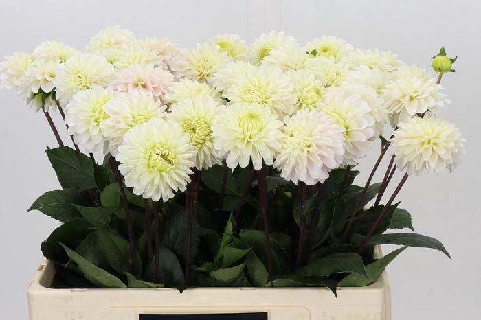 Dahlia White Isa