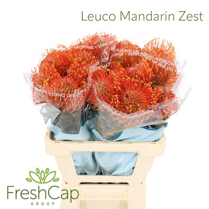 <h4>LEUCOSPERMUM  'AYOBA MANDARIN ZEST'</h4>