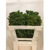 Kaaps Brunia Albiflora Green