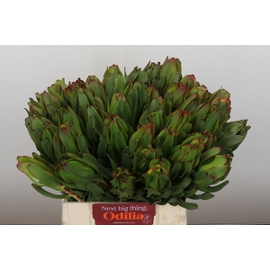 Leucadendron Laurel Yellow
