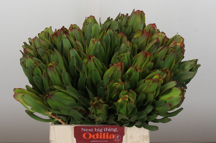Leucadendron Laurel Yellow