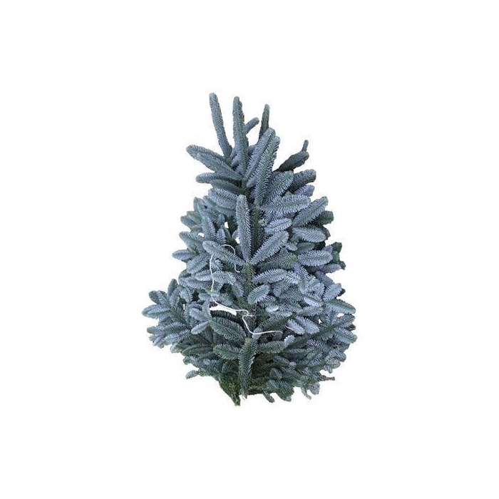 <h4>Abies Nob Blauw Kilo</h4>
