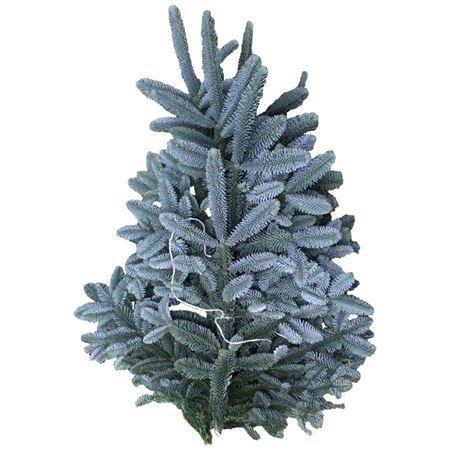 <h4>ABIES NOB BLAUW KILO</h4>