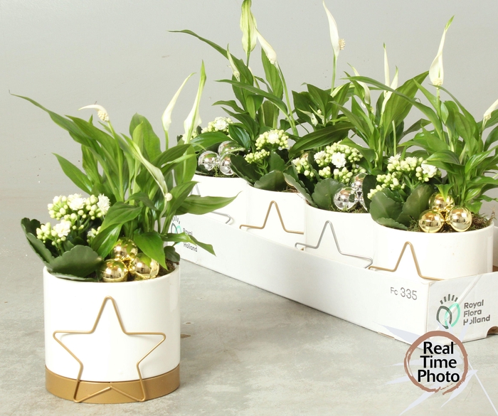 <h4>ARR KAMERPL</h4>