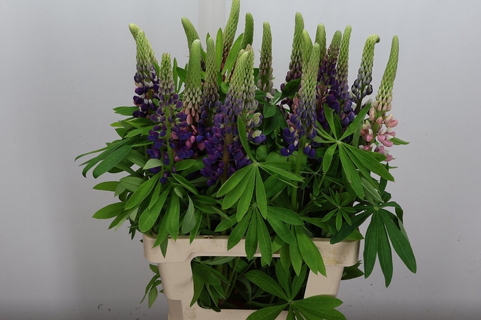<h4>Lupinus</h4>