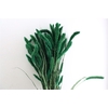 Dried Setaria X5 Dark Green Bunch