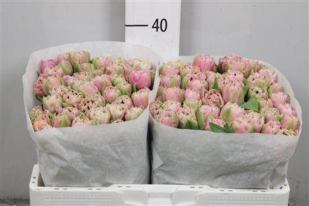 <h4>Tu Fr Cairns</h4>