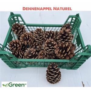K.DENNENAPPELS (PINU