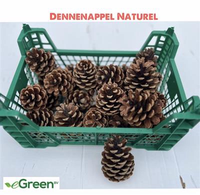 <h4>K.DENNENAPPELS (PINU</h4>