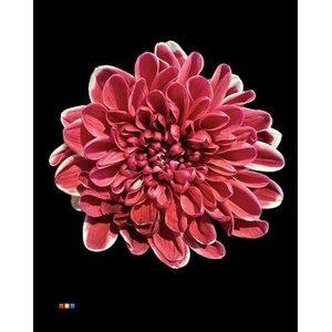 Chr T Altaj Bordeaux