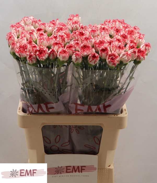 <h4>DI ST CORALIE</h4>