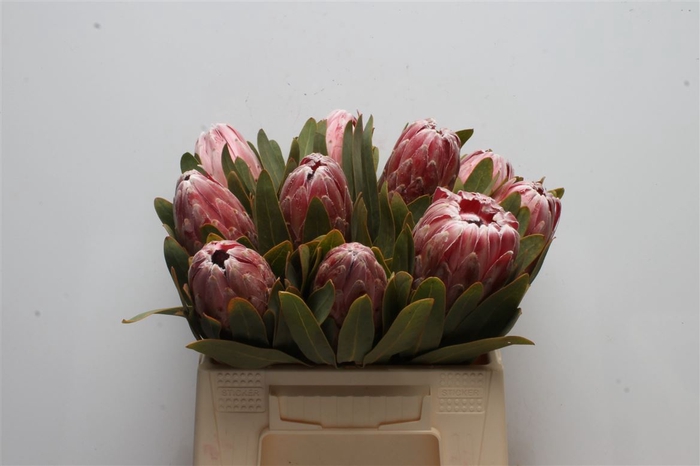 <h4>Protea Pink Lady</h4>