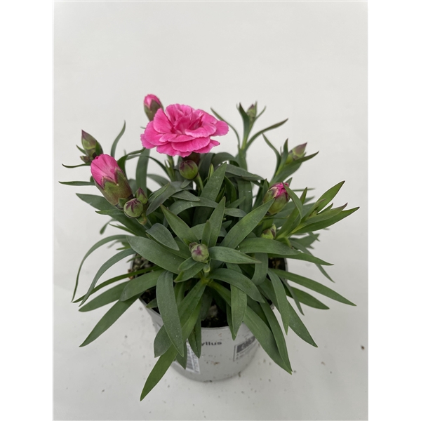 <h4>Dianthus Oscar p9</h4>