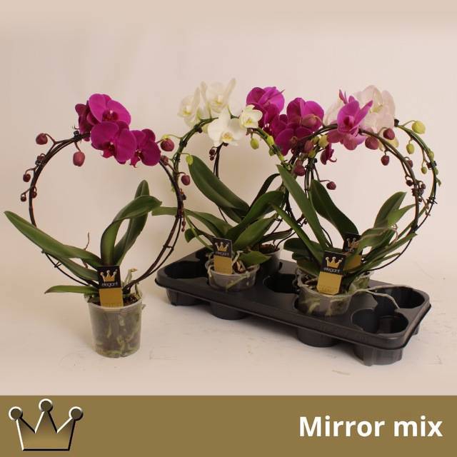 <h4>PHAL EL CASCADE</h4>
