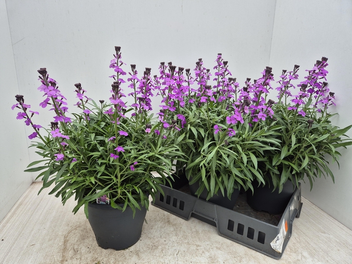 <h4>ERYS BOWLES MAUVE</h4>