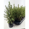 Picea Gl Conica