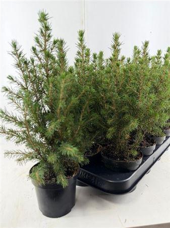 Picea Gl Conica