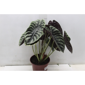 ALOCASIA CUPREA P17