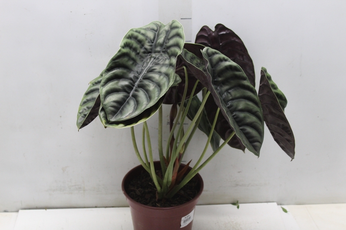 <h4>ALOCASIA CUPREA P17</h4>