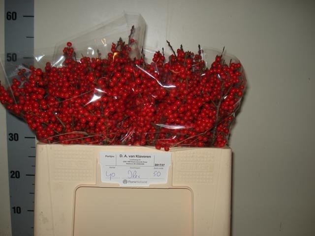 <h4>ILEX VE RODE BES</h4>