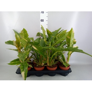 Philodendron  'Ring of Fire'