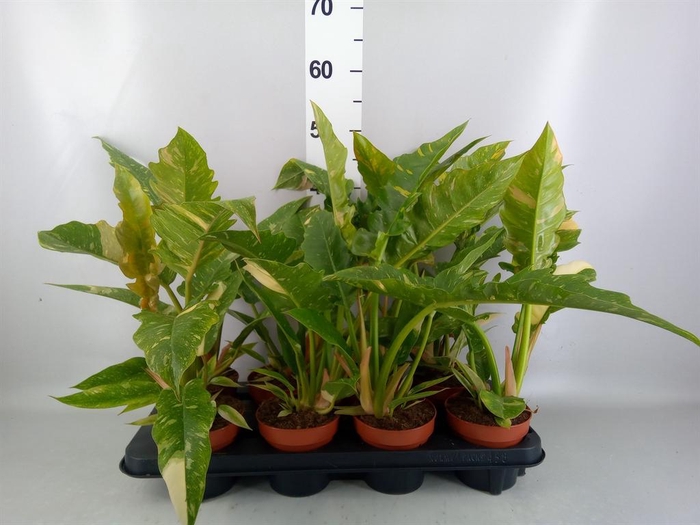 <h4>Philodendron  'Ring of Fire'</h4>