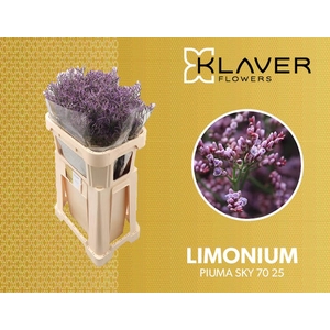 Limonium Piuma Sky Klaver