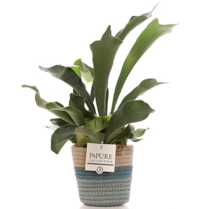 Platycerium Bif. in P&PURE Fashionpot Valerie