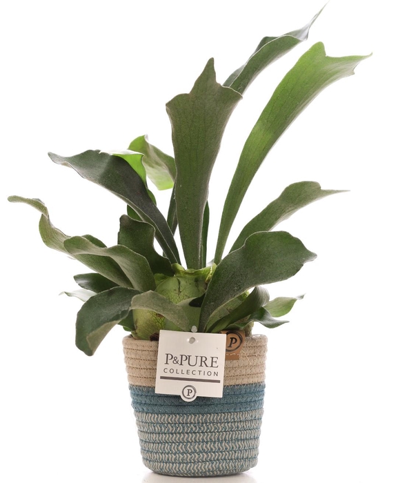 <h4>Platycerium Bif. in P&PURE Fashionpot Valerie</h4>