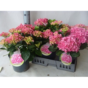 Hydrangea mac.