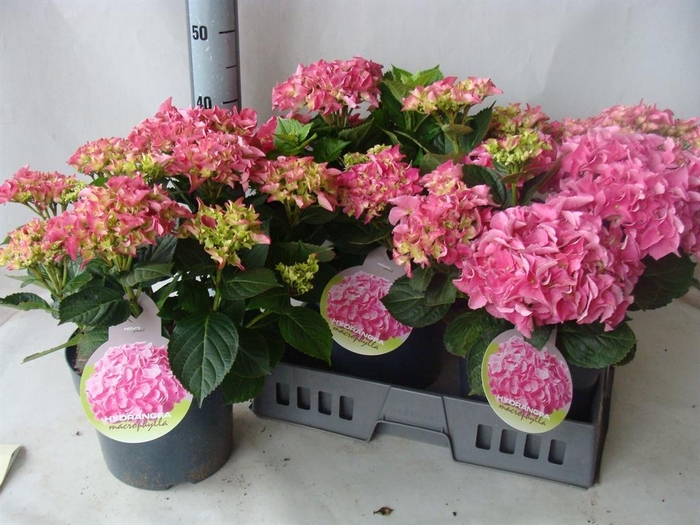 <h4>Hydrangea mac.</h4>