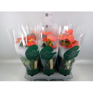 Anthurium andr. 'Solara'