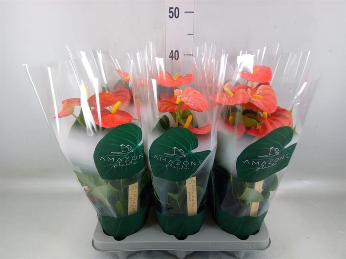 <h4>Anthurium andr. 'Solara'</h4>