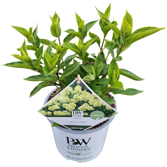 <h4>Hydrangea Little Lime</h4>