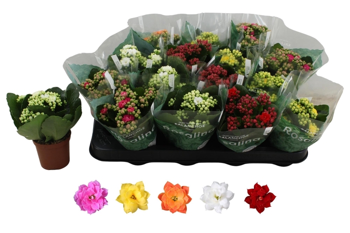 <h4>KAL GE RO GEM 5 KL</h4>